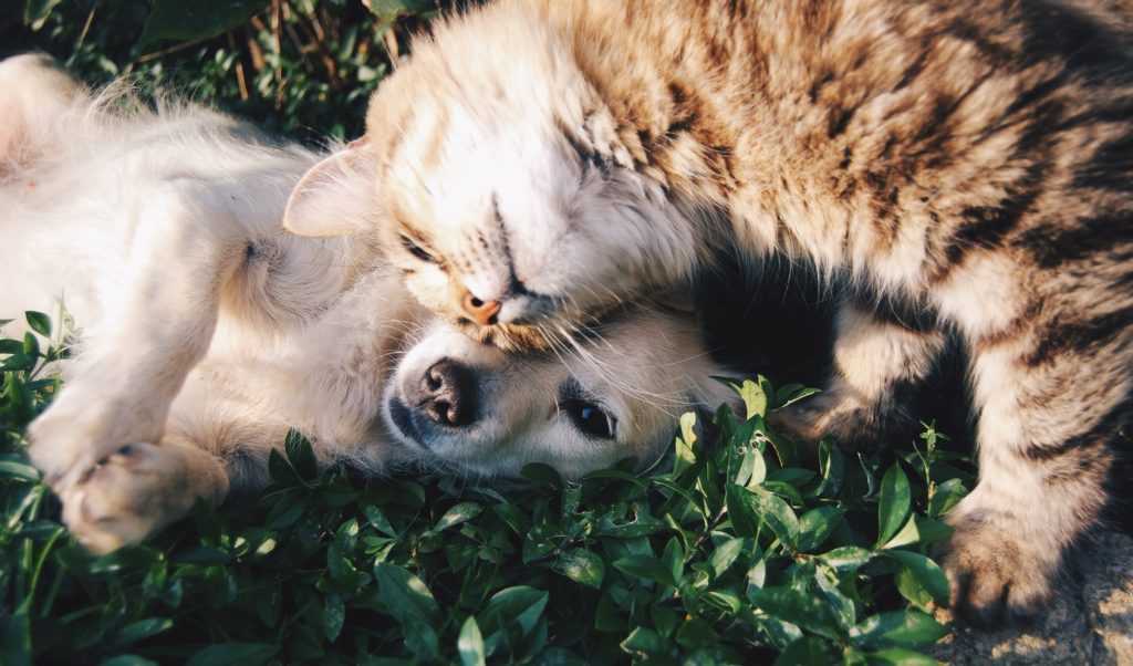 Согласно статистики Humane Society International в Китае ежегодно убивали 10 млн собак и 4 млн кошек